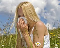 Herbal Remedies For Hay Fever